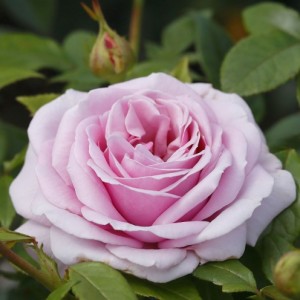 HOPES AND DREAMS (hybrid tea)